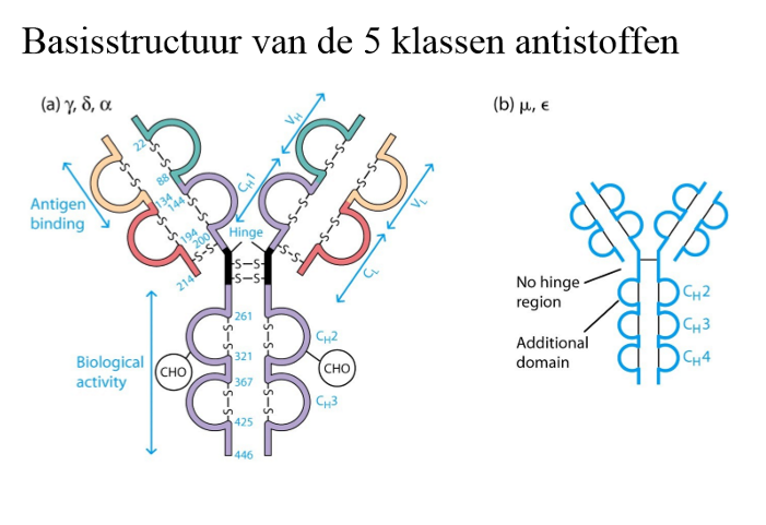 <ol><li><p>IgG</p></li><li><p>IgM</p></li><li><p>IgA</p></li><li><p>IgE</p></li><li><p>IgD</p></li></ol><p></p>