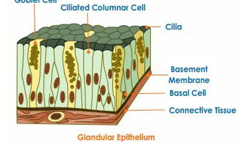 <ul><li><p>they are bound to their adjacent epithlial cells by juctions that provide epithelial cells by junctions that provide the epithelial cells with mechanical strength and rendering it impermeable</p></li><li><p>this sheet rests on a basal lamina (basement membrane)</p></li><li><p>cells are polarised such that the apical side faces the lumen</p></li><li><p>rest of cell is described as basolateral</p></li><li><p>basal side of the cell lies on the basal lamina and the lateral edges touch adjacent cells</p></li><li><p>initially they are not differenitated to a particular function but during development specific epithelial cells differentiate</p></li></ul><p></p>