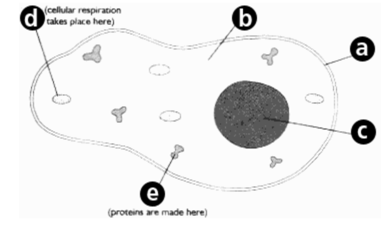 <p>Cell membrane - Animals </p>