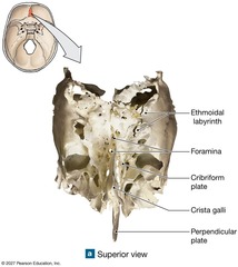 <p>It forms part of the nasal cavity and contains the cribriform plate for olfactory nerve passage.</p>