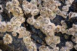 con hà bám, sinh vật biển bám trên tàu hoặc đá; noun; While walking along the harbor, Paimon discovered a cluster of ...s attached to the bottom of an old fishing boat. She stared at them with great curiosity and asked whether they were "tiny underwater houses." Yae Miko explained what they were, which somehow led to a twenty-minute discussion about marine creatures. By the end, Paimon had decided that she wanted to collect one as a pet.