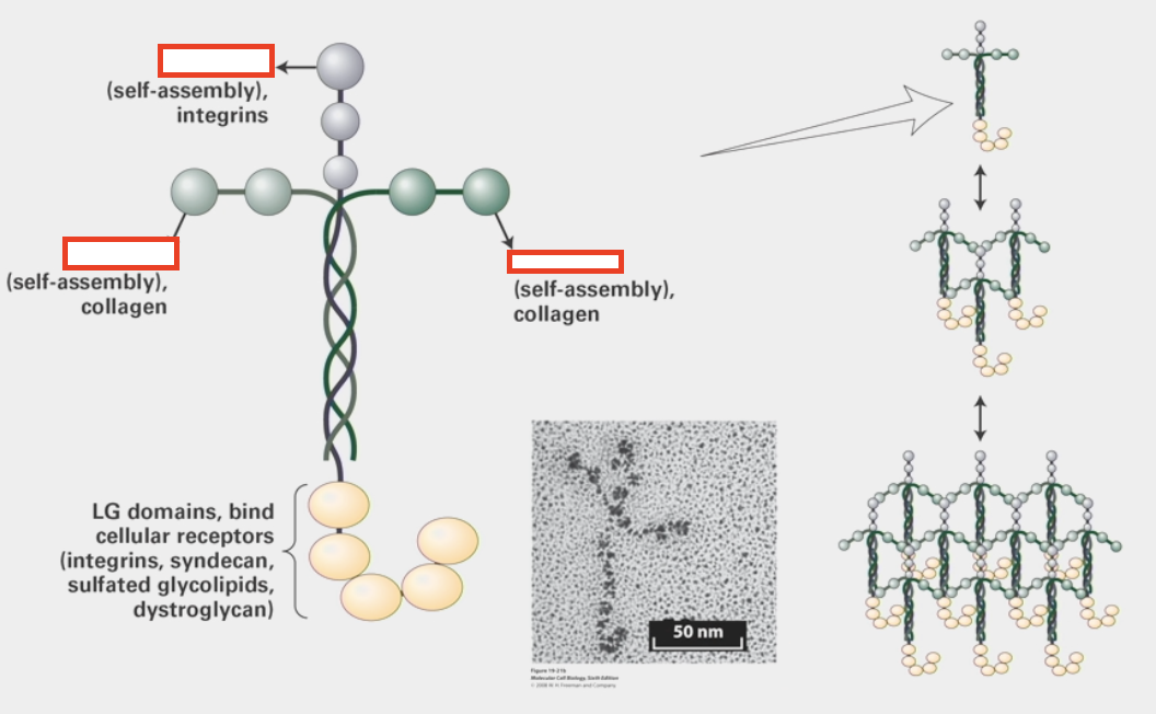 <ul><li><p>multi-adhesive ECM protein</p></li><li><p>triple-helix and cross structure</p></li><li><p>has different globular domains from various peptides that can <strong>either</strong> attach to each other heterogeneously like Type IV collagen or attach to other trans-membrane proteins (integrins, collagen, other cellular receptors)</p></li></ul><p></p>