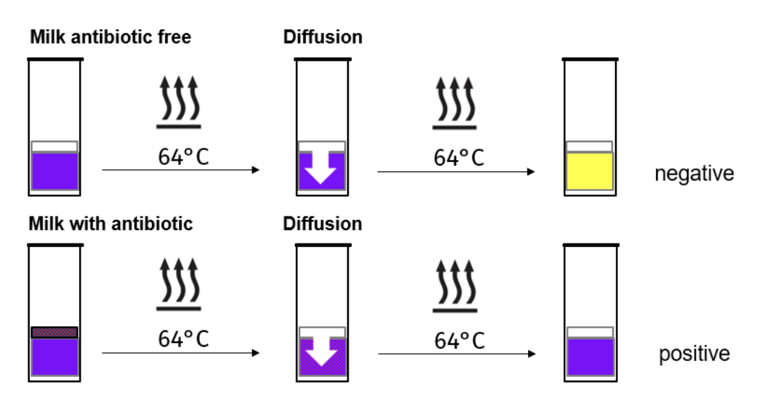 <p><strong>Works by testing the presence of inhibitors such as antibiotics in mil</strong>k, by the use of ampoules and plates which contain a culture medium containing a standardised number of spores from the thermophilic bacteria <strong><em>Geobacillus stearothermophilus, </em></strong>where the indicator (bromocresol purple) changes based on the bacteria’s metabolic activity, where the conditions favour their germination and growth, i.e. at 64ºC.&nbsp;</p>