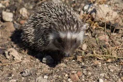 <p>Hedgehog</p>