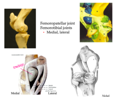 <p>Patellar ligaments</p><p>⢠Medial: Patellar fibrocartilage, Medial trochlear ridge</p><p>⢠Intermediate (middle)</p><p>⢠Lateral</p><p>Femoropatellar joint (top R)</p><p>Femorotibial joints</p><p>⢠Medial, lateral</p><p>Patellofemoral ligaments</p><p>Collateral ligaments -</p><p>⢠Medial, lateral </p><p>Cruciate ligaments</p><p>⢠Cranial, caudal</p><p>Menisci</p><p>⢠Medial, lateral</p><p>⢠Meniscal ligaments</p>
