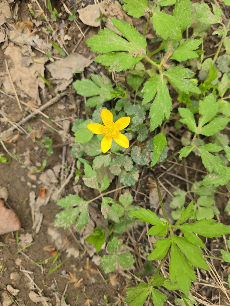 <p><strong>(<em>Caltha palustris</em>)</strong> – Bright yellow, buttercup-like flowers with glossy, rounded leaves; found in wetlands, stream edges, and floodplains in early spring. <strong>Autotroph; rhizomatous; wetland specialist.</strong><br><strong>Uses:</strong> Historically eaten as a cooked green (must be properly prepared to remove toxins); <strong>toxic raw</strong>. Also valued as an ornamental wetland plant and early pollinator resource.</p>