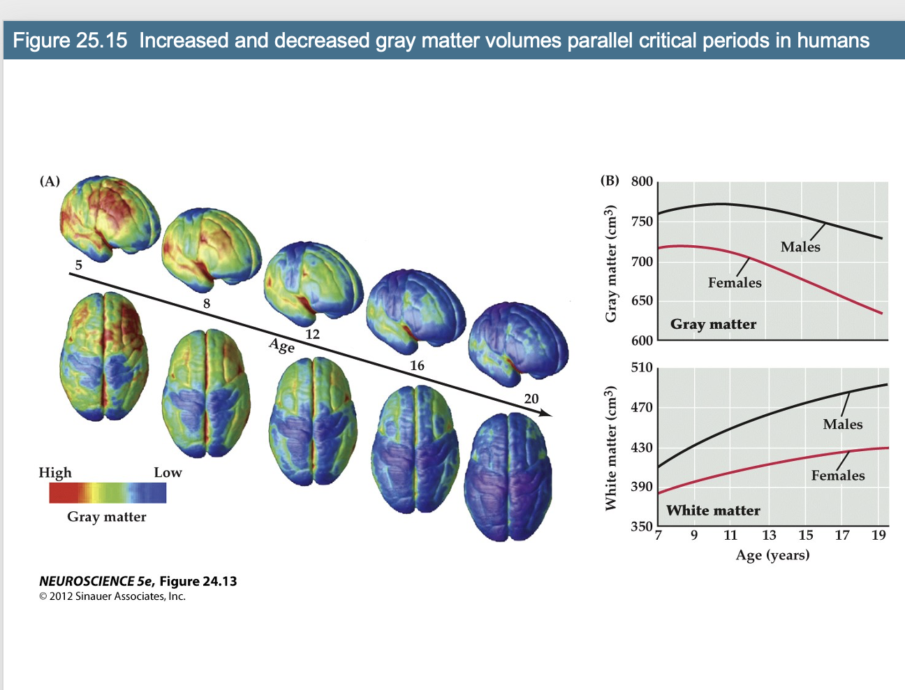 <p>Higer amplitude due to the fact that men are bigger </p>