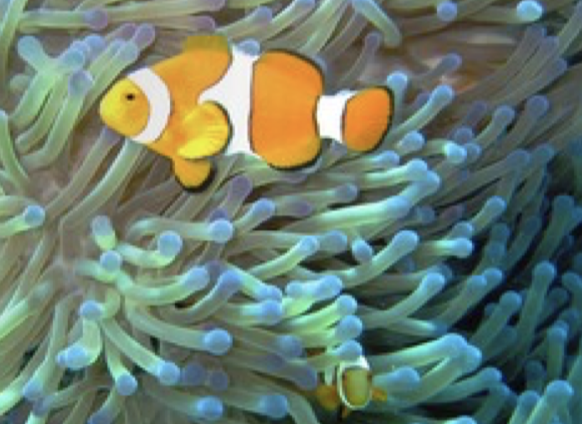 <p>Interaction that benefits both species</p>