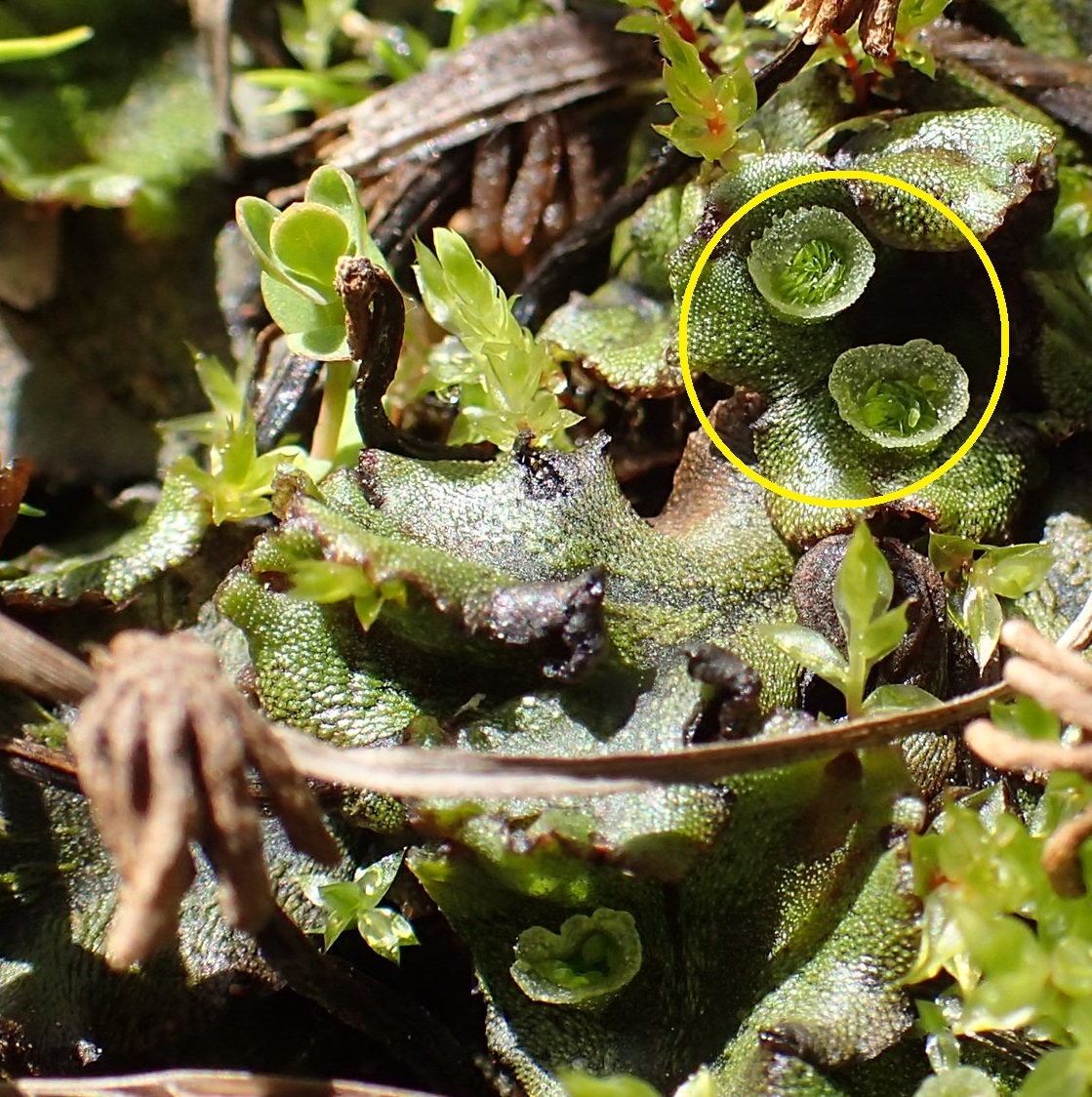 <p>What grows out of these structures?</p>