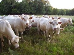 <p>farm animals regarded as an asset</p>