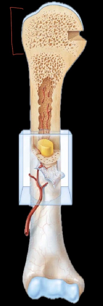 <p>What part of the bone is this?</p>
