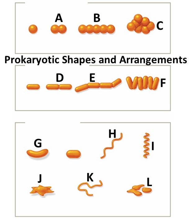 <p>streptococci</p>