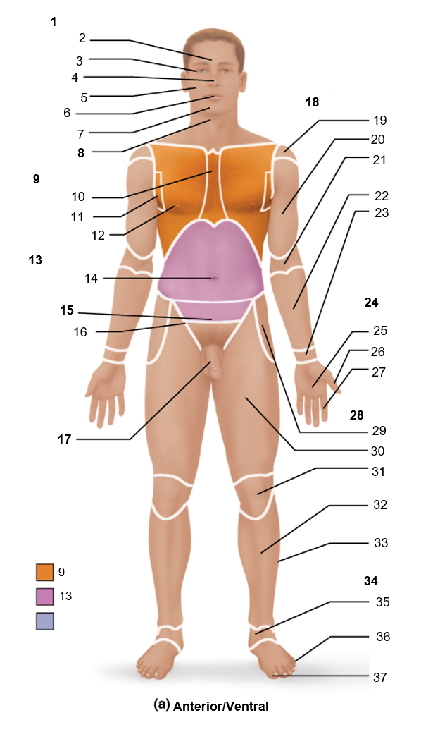 <p>32</p>
