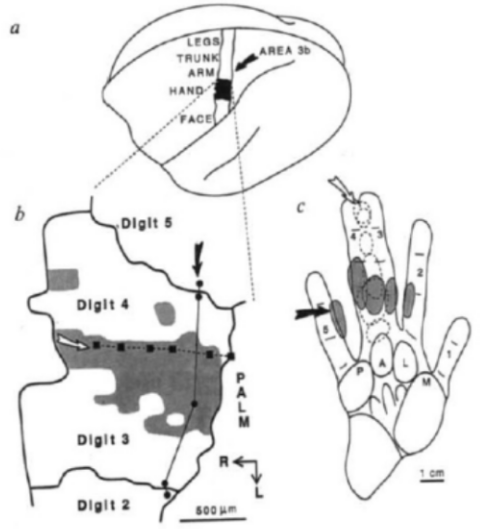 <p><u>for somatosensory homunculus</u></p><p>explain the experiment shown in picture</p>
