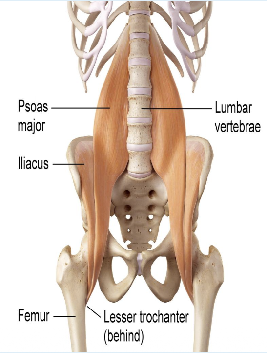 <ul><li><p>Muscles</p><ul><li><p>psoas major</p></li><li><p>iliacus</p></li></ul></li><li><p>create the iliopsoas muscle</p></li></ul><p></p>