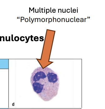 <p>multiple nuclei! </p>