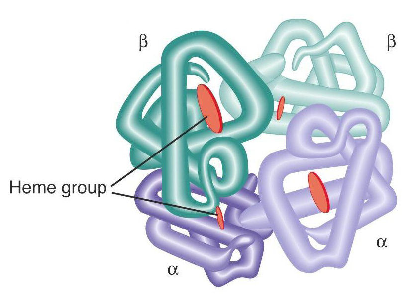 <p>The association of multiple polypeptide chains to form a single functional molecule.</p>