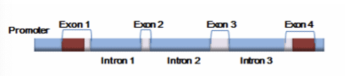 <p>Given the figure below, within which of the following would the 5' untranslated region be located? The sequences</p><p>in red and light gray are included in the mature mRNA. The sequences in light gray make up the protein-coding</p><p>sequence of the gene.</p>