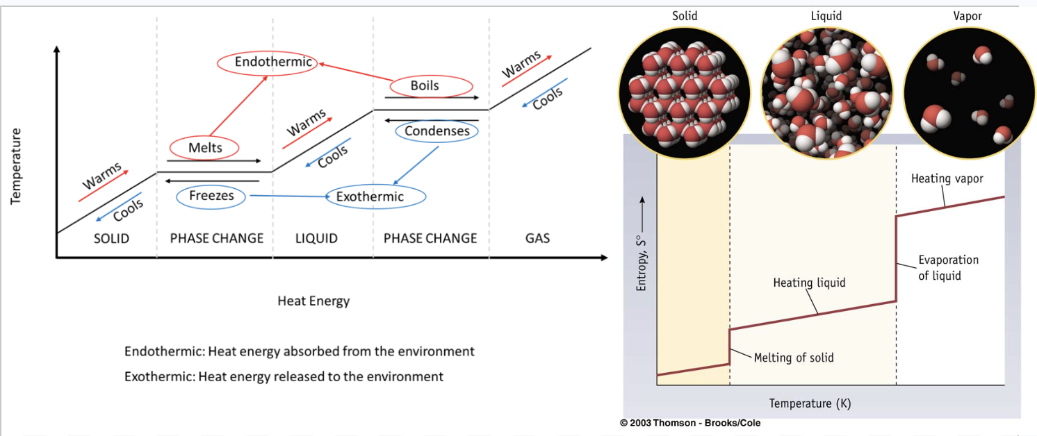 <ul><li><p>Heating and cooling curves illustrate the energy changes that occur during phase transitions. </p></li><li><p>Endothermic<span> processes, which absorb heat, occur on heating curves (solid → liquid → gas)</span></p></li><li><p>Exothermic<span> processes, which release heat, occur on cooling curves (gas → liquid → solid).</span></p></li><li><p>Entropy<span> increases as a substance becomes more disordered, specifically when changing from solid → liquid → gas. </span></p></li></ul><p></p>