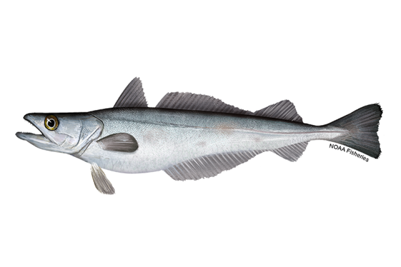 <ul><li><p>3 dorsal fins </p></li><li><p><span style="background-color: transparent;"><strong>Distinct for hakes, more scaly silvery in comparison </strong></span></p></li><li><p><span style="background-color: transparent;">Teeth (distinct)</span></p></li><li><p><span style="background-color: transparent;"><strong>Prominent lateral line</strong></span></p></li><li><p><span style="background-color: transparent;">Even caudal </span></p></li><li><p><span style="background-color: transparent;">No barbel </span></p></li></ul><p></p>
