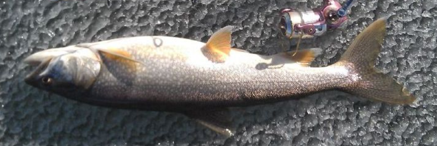 <p>Lake trout</p>