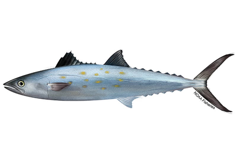 <p></p><p class="has-focus">Aleta dorsal: La primera aleta dorsal tiene una gran mancha negra azabache en el frente.</p><p class="has-focus">Manchas laterales: Sus costados plateados están salpicados de manchas ovaladas de color amarillo o bronce.</p><p class="has-focus">Línea lateral: Su línea lateral baja de forma suave y gradual hacia la cola, sin caídas drásticas.</p><p class="has-focus">Escamas: Carece de escamas visibles en el centro del cuerpo, lo que le da una textura muy lisa y brillante.</p><p class="has-focus">Dientes: Su boca está armada con dientes afilados y triangulares perfectamente visibles.</p><p class="has-focus is-empty"></p>
