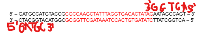 <p><span style="background-color: transparent;">Answer: D) Forward: 5’ – GATGC – 3’; Reverse: 5’ – ACTGG – 3’</span></p>