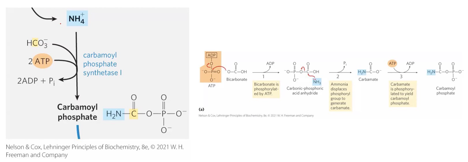 <p>Activation via CPS-I</p><p>NH<sub>4</sub><sup>+</sup> + 2ATP + HCO<sub>3</sub><sup>-</sup> → Carbamoyl phosphate + 2ADP + P<sub>i</sub> via <strong>Carbamoyl Phosphate Synthetase (CPS-I)</strong></p><p>Ammonia assimilating: Incorporation of ammonia into another compound to reduce ammonia concentration</p><p>Occurs in the mitochondria</p>