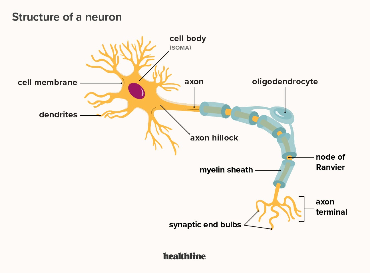 <p>Dendrite: receive signal from other neurons</p><p>Soma: Cell body</p><p>Axon Hillock: signal generates/action potential starts</p><p>Axon: signal travels across</p><p>Myelin Sheath: Insulates axon, sends signal faster, oligodendrocytes (CNS) or Schwann cells</p><p>Node of ranvier: gaps between the myelin sheath, where the action potential will jump to<br>axon terminal: the signal exits, neurotransmitter are</p>