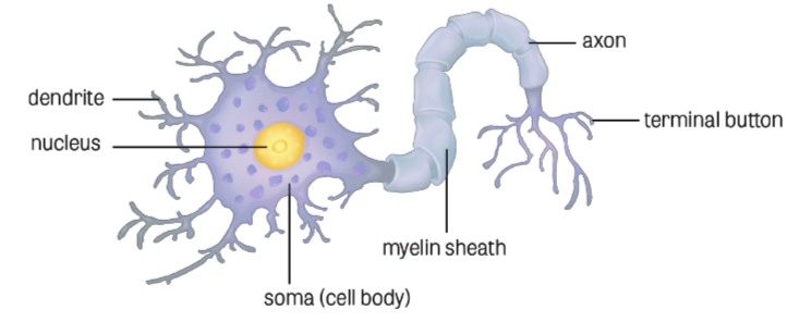 <p>Made up of specialised cells called neurons that can carry electrical impulses</p><p>Very little extracellular matrix</p><p>Specialised junctions calles synapses facilitate rapid impulse transmission</p><p>Found in the brain and the spinal cord</p>