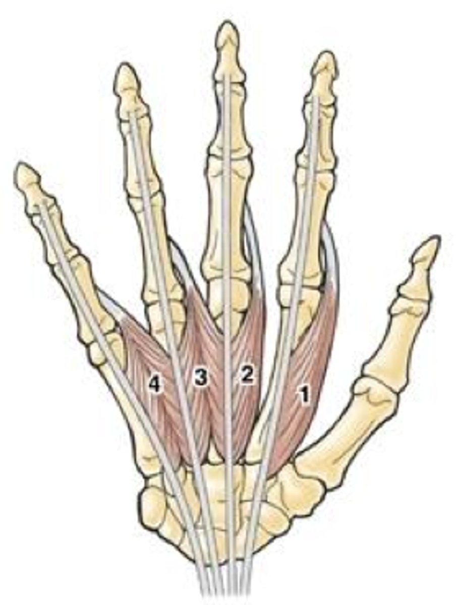 <p>Radial side extensor expansions</p>