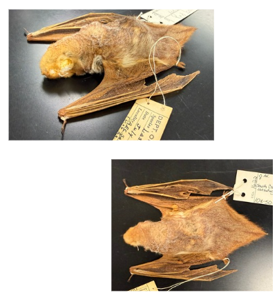 <p>What is the scientific name, common name, and the taxonomy of the species? What is the sex of the species?</p>