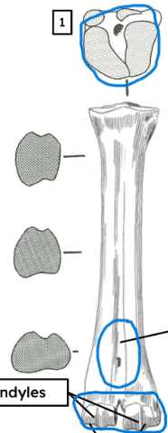<ul><li><p>2 condyles</p></li><li><p>fairly rounded</p></li><li><p>deep, broad furrow</p></li></ul><p></p><p>cow metatarsal</p>