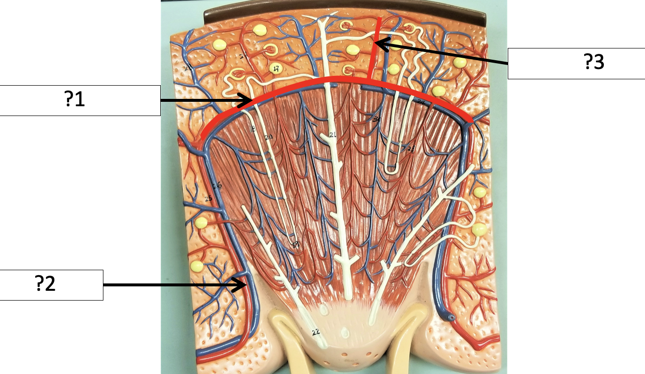 <p>2 Name the artery?</p>