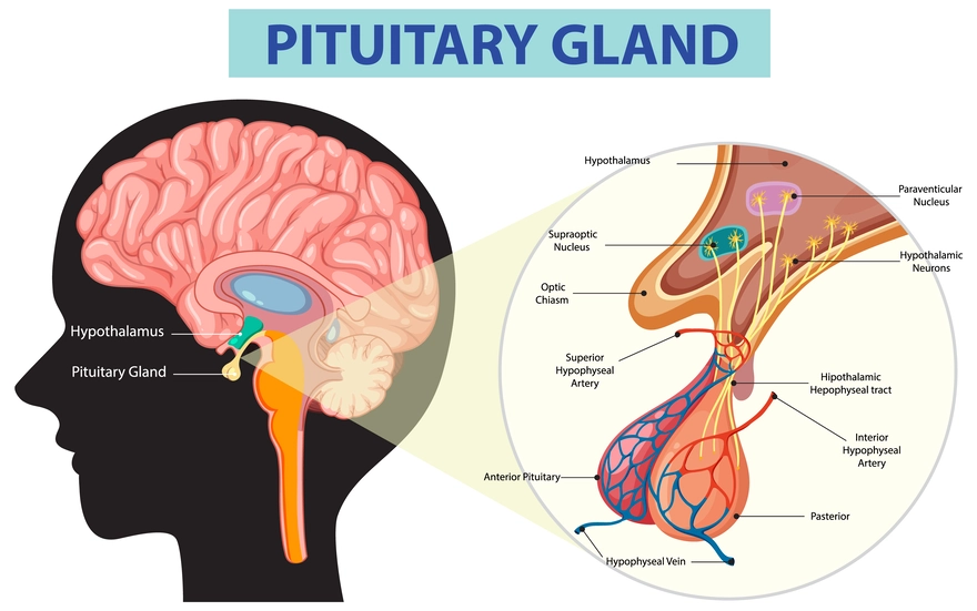 <p>Anterior pituitary </p><ul><li><p>makes hormones </p></li><li><p>growth hormone: stimulates bone and muscle growth </p></li><li><p>Thyroid SH: activates thyroid which controls metabolism </p></li><li><p>adrenocorticotropic TH: stimulates adrenal cortex which releases cortisol </p></li><li><p>follicle SH: egg development and sperm production </p></li><li><p>Luteinizing hoemone: ovulation and testosterone </p></li><li><p>prolacting RL: stimulates milk production after giving birth </p></li></ul><p></p><p>Posterior pituitary</p><ul><li><p>anti-diuretic hormone: helps kidneys reabsorb water </p></li><li><p>oxytocin: uterine contractions </p></li></ul><p></p>