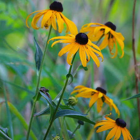 <p>Forb - Hairy native wildflower with yellow rays surrounding a dark-brown center. Common in prairies, roadsides, old fields, and recently disturbed sites; provides pollen and seeds for wildlife. Unlike brown-eyed Susan, it usually has fewer, larger flowers and unlobed leaves.</p>