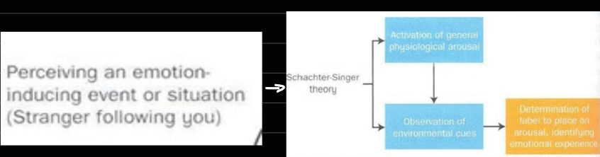 <p>situation dependent</p><ul><li><p>physiological arousal + interpretation</p></li></ul><p>test: adrenaline</p><ul><li><p>placed in anger/euphoria</p></li><li><p>if told about side effects, they dont attribute it to emotion</p><ul><li><p>if not told about side effects, they attribute it to emotion</p></li></ul></li></ul><p></p>