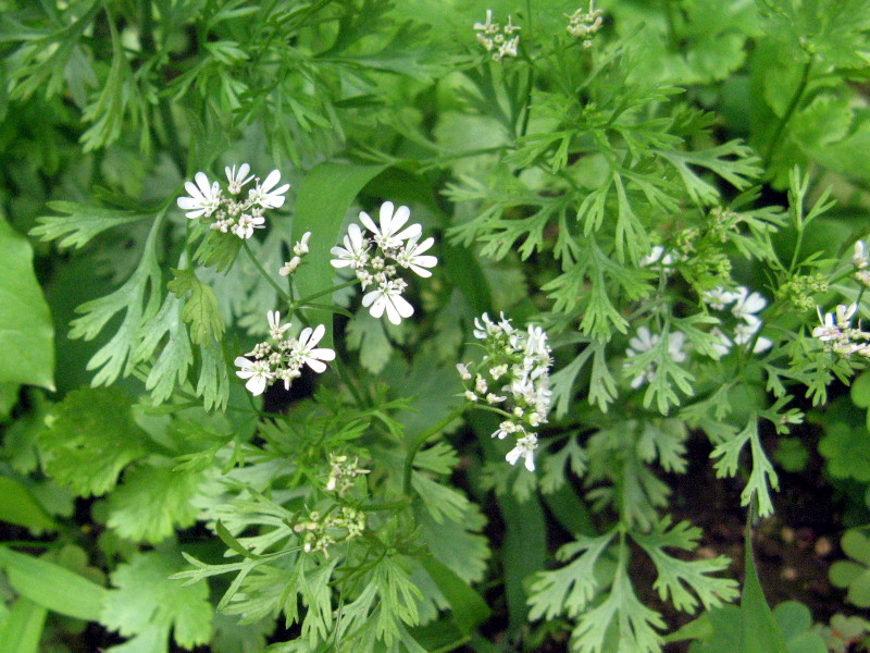 <p><strong>Common name</strong>: Coriander, cilantro</p><p><strong>Part used</strong>: Leaves, vegetative parts, seeds, fruits</p><p><strong>Uses</strong>: Spice; antioxidant, cardiovascular health (hypertension, atherogenic plaque, lowers TAG &amp; cholesterol levels)</p><p><strong>Constituents</strong>: Ferrulic acid, gallic acid <strong>(phenolic acids)</strong>; esculetin, dicoumarin <strong>(coumarins)</strong>; hyperoside, rutin <strong>(flavonoids)</strong>, carotenoids</p>