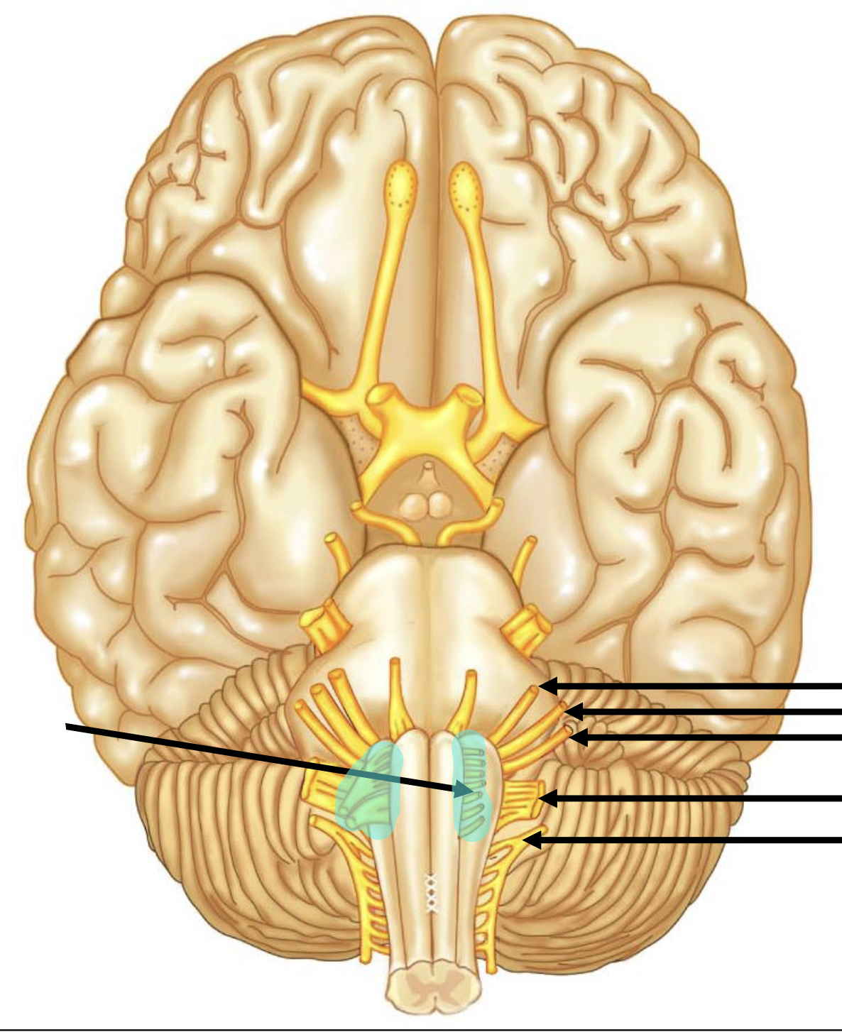 <p>Give the number for the highlighted nerve</p>