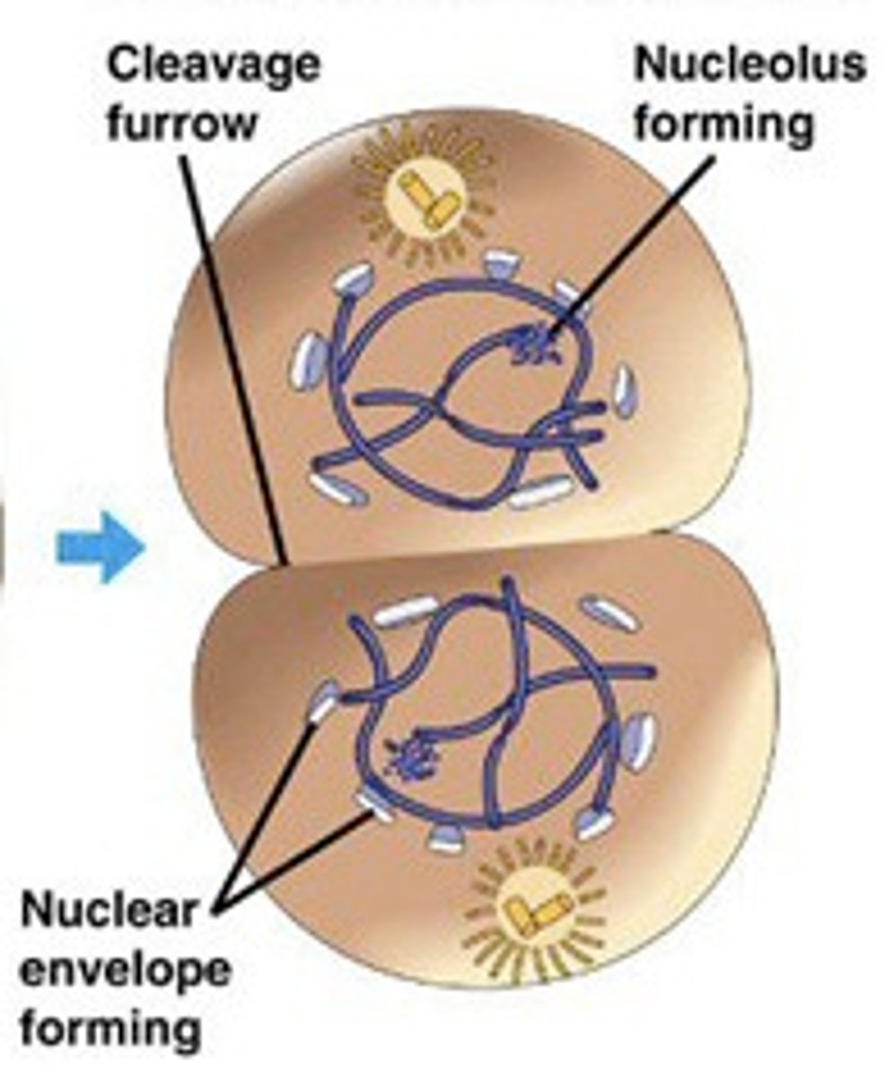 <p>telophase</p>
