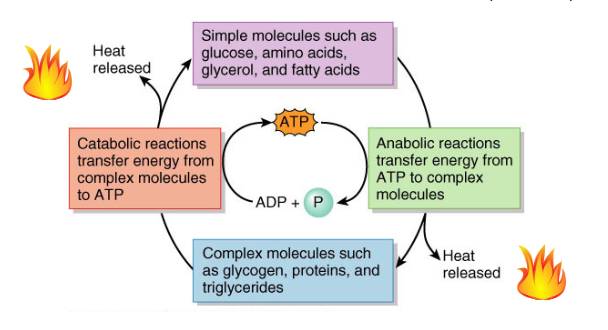 <ul><li><p>ATP cycle: the transfer of energy between complex and simple molecules in the body, with ATP as the mediator</p></li><li><p>many cellular processes require energy in the form of ATP — they are not spontaneous</p></li><li><p>simple molecules such as glucose, amino acids, glycerol, and fatty acids → anabolic reactions transfer energy from ATP to complex molecules → complex molecules such as glycogen, proteins, and triglycerides → catabolic reactions transfer energy from complex molecules to ATP</p></li></ul><p></p>