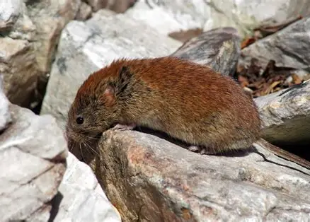 <p>What Mammal is this?</p>