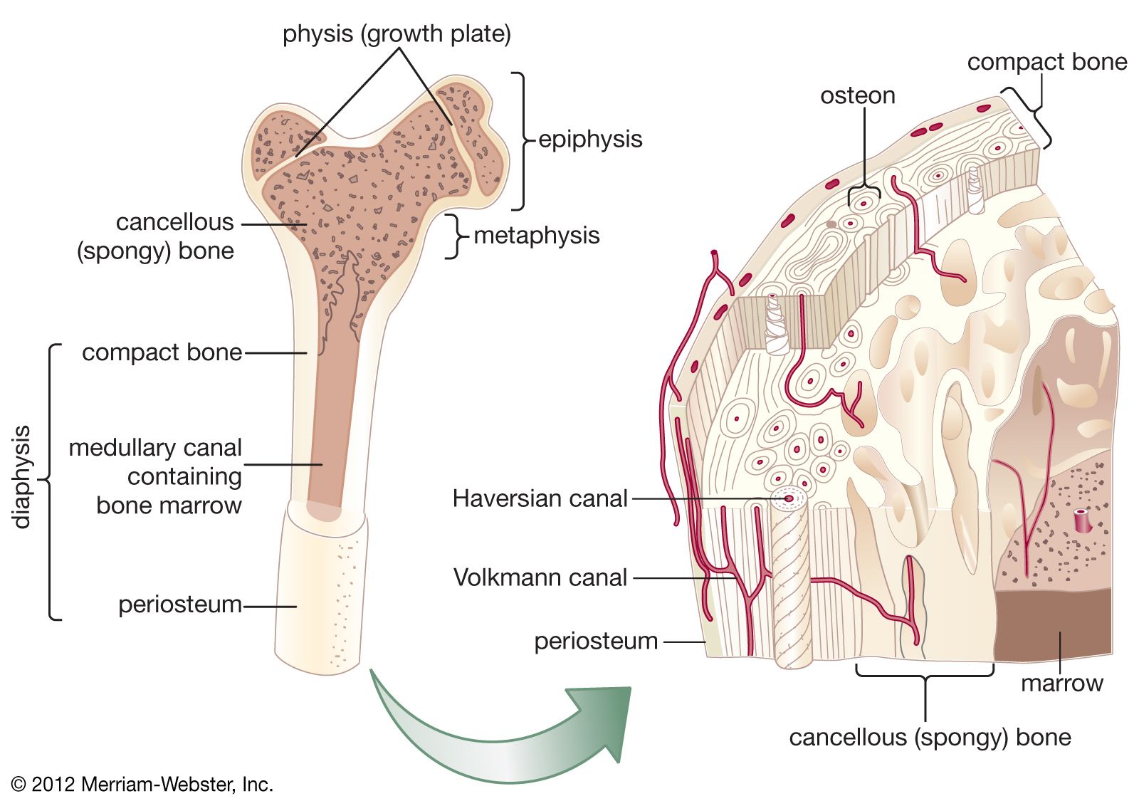 <p>what is the function of the periosteum?</p>