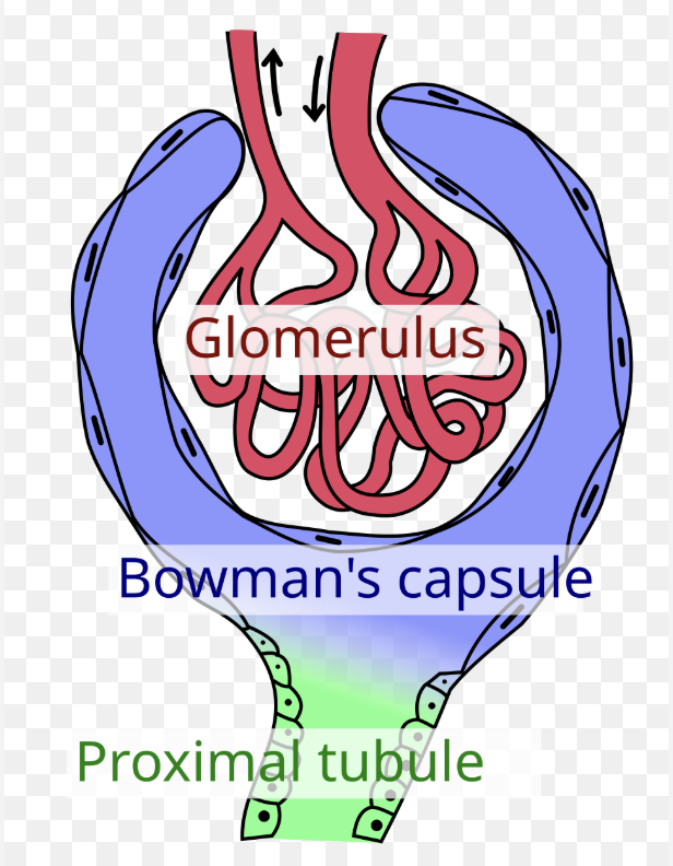 <p>glomerulus (capillaries) + bowman’s capsule</p><ul><li><p>the epithelium around glomerular capillaries is modified into podocytes.</p></li><li><p>alter blood flow by contraction</p></li><li><p>secrete cytokines</p></li><li><p>podocyte foot processes surround each capillary, leaving slits through which filtration takes place.</p></li></ul><p></p>