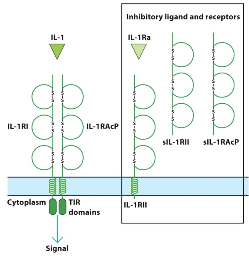 <p>Why chop off extracellular (EC) part (3 reasons)?</p>