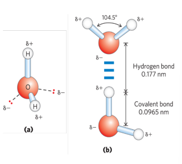 <p><strong><u>Chemical/Physical Properties of Water</u></strong></p><ul><li><p>Hydrogen bonds are <strong>longer </strong>and <strong>weaker </strong>than _________. </p><ul><li><p><mark data-color="yellow" style="background-color: yellow; color: inherit;">hydrogen bond in liquid water = 23 kJ/mol</mark></p></li><li><p><mark data-color="yellow" style="background-color: yellow; color: inherit;">covalent bond in water molecules = 470 kJ/mol</mark></p></li></ul></li></ul><p></p>