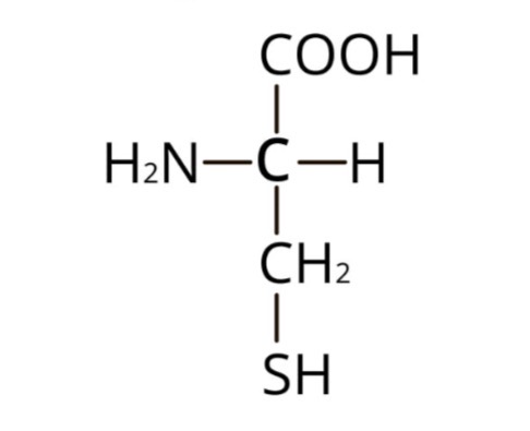 <p><span>Contient un groupement thiol (-SH) capable de former des ponts disulfures.</span></p>