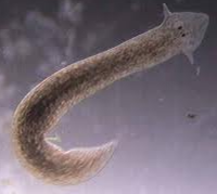 <p><span>Which CLASS does the following organism belong to?</span></p>