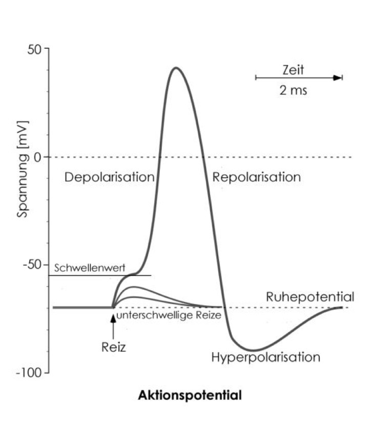 <p>Das Aktionspotenzial ist das zentrale Element der neuronalen Signalgebung</p><p>In Zeitverlauf und Amplituden relativ festgelegte schnelle Abfolge</p><ul><li><p>Depolarisation mit kurzfristiger Umpolung des Membranpotenzial</p></li><li><p>Repolarisation</p></li><li><p>Hyperpolarisation</p></li><li><p>Rückkehr zum Ruhemembranpotenzial (ca. -70mV)</p></li></ul><p></p>
