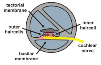 <ul><li><p>Ossicles transmit mechanical stimulation onto the oval window → generates a wave in the liquid → travels down basilar membrane</p></li><li><p>Movement of basilar membrane stimulates haircell receptors in the organ of Corti</p></li></ul><p></p>